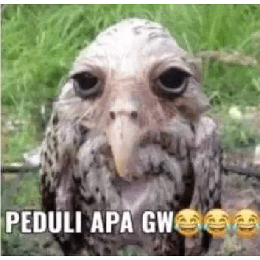 Meme absurd 7 22