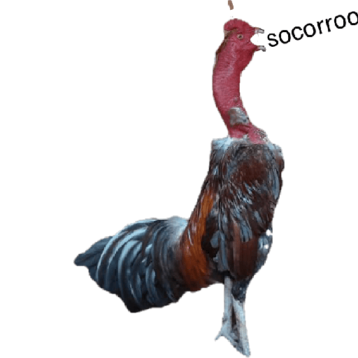 Criatório fj