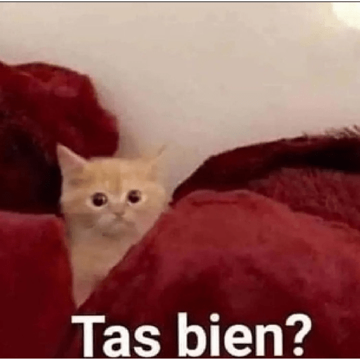 Gatitos con frases 22