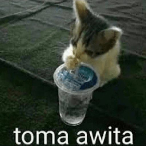 Gatitos con frases 2