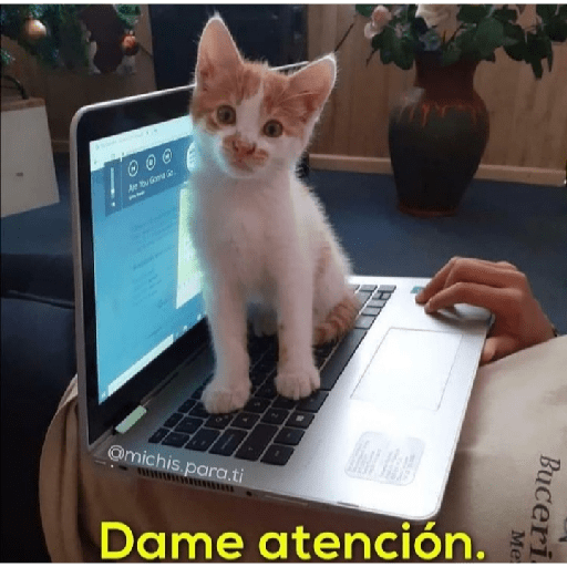 Gatitos con frases 25