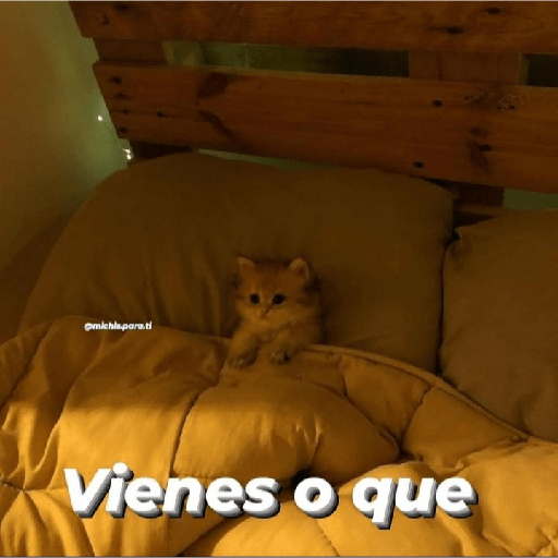 Gatitos con frases 15