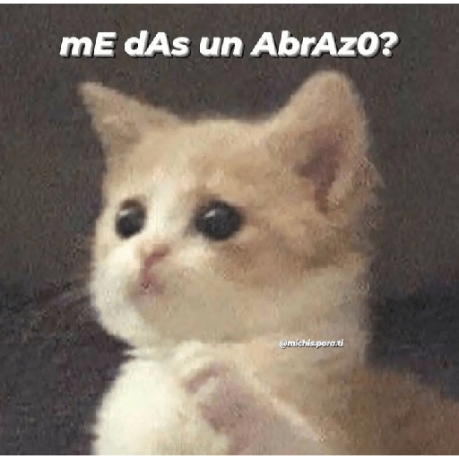 Gatitos con frases 24