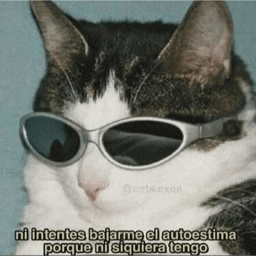 Gatitos con frases 7