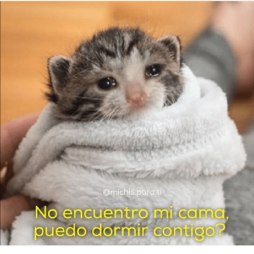 Gatitos con frases 28