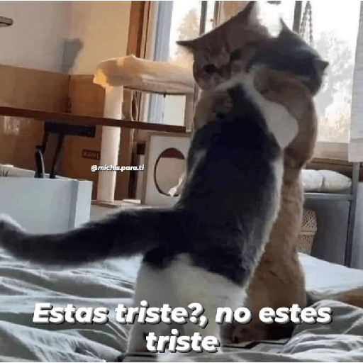 Gatitos con frases 9