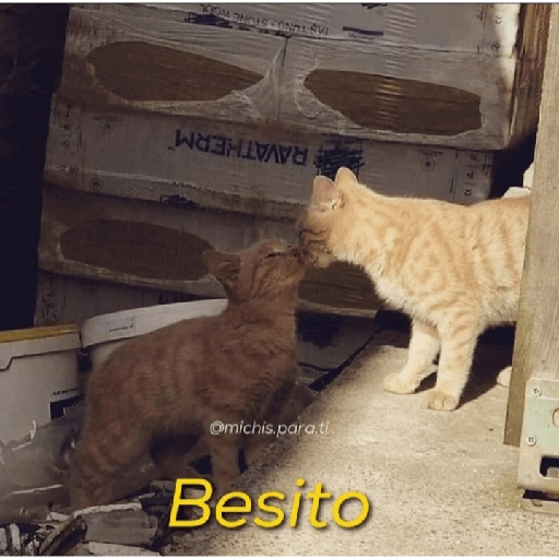 Gatitos con frases 14