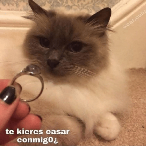 Gatitos con frases 29