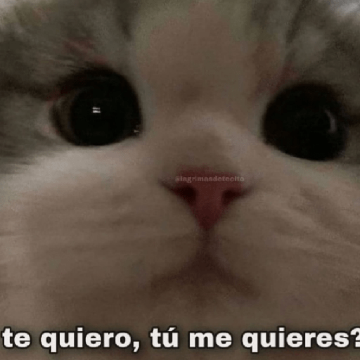 Gatitos con frases 12