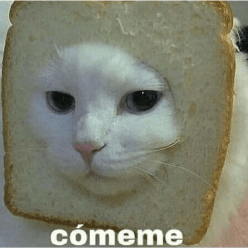 Gatitos con frases 4