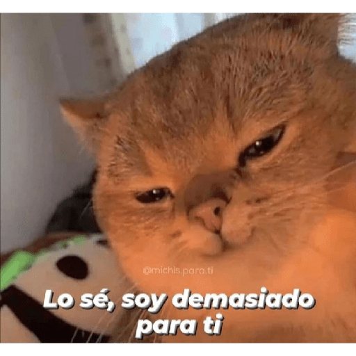 Gatitos con frases 18