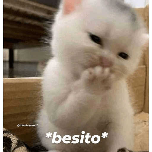 Gatitos con frases 8