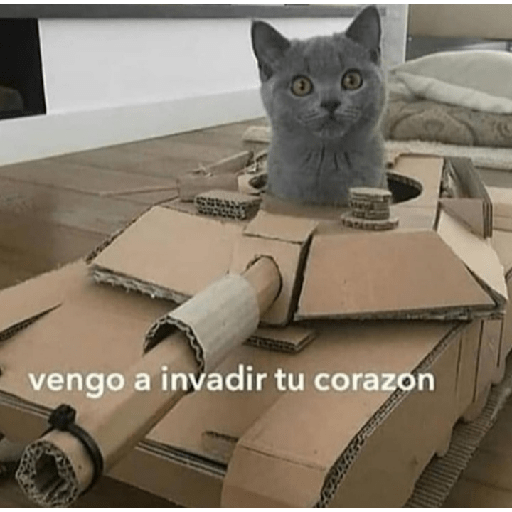 Gatitos con frases 3