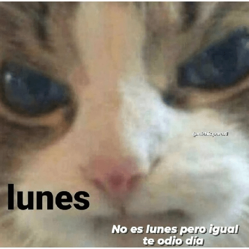 Gatitos con frases 13