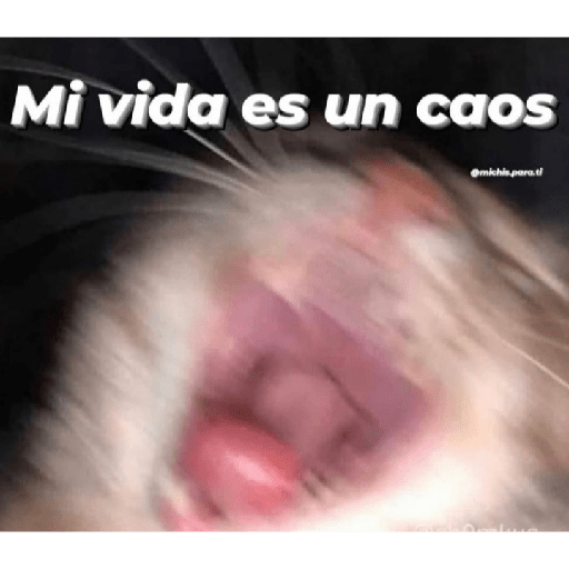 Gatitos con frases 17