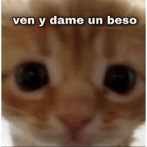 Gatitos con frases 6