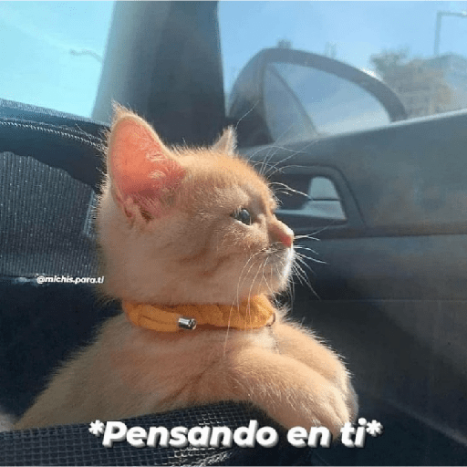 Gatitos con frases 19