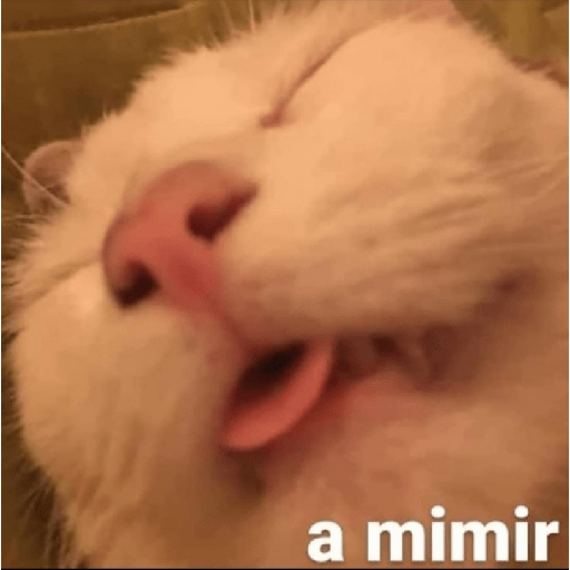 Gatitos con frases