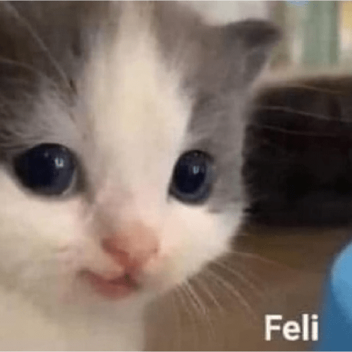 Gatitos con frases 11