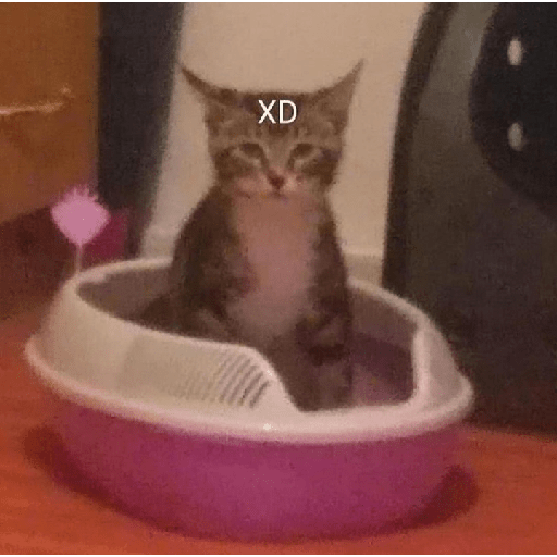 Gatitos con frases 16