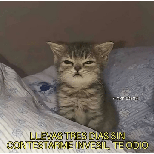Gatitos con frases 23