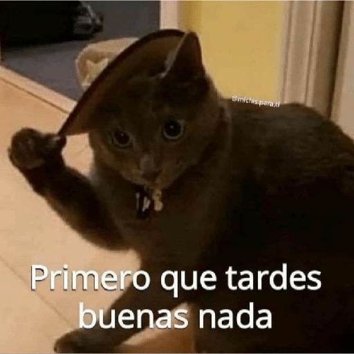 Gatitos con frases 26