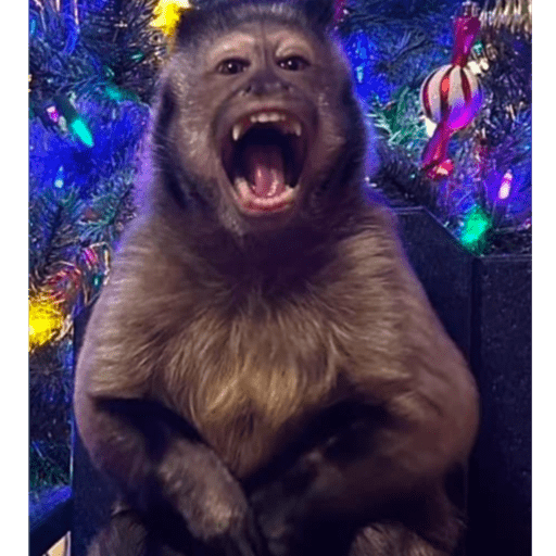 Du macaca