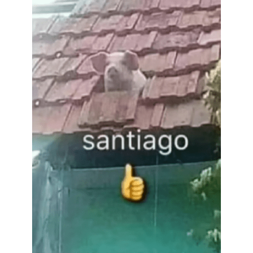 Fino 25