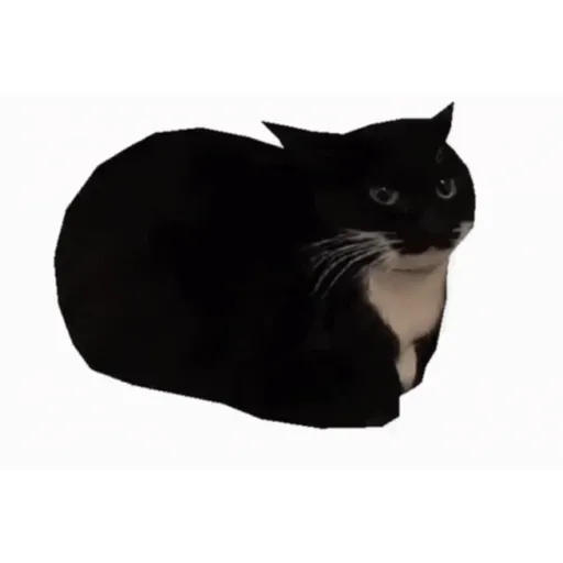 Gato banana 4
