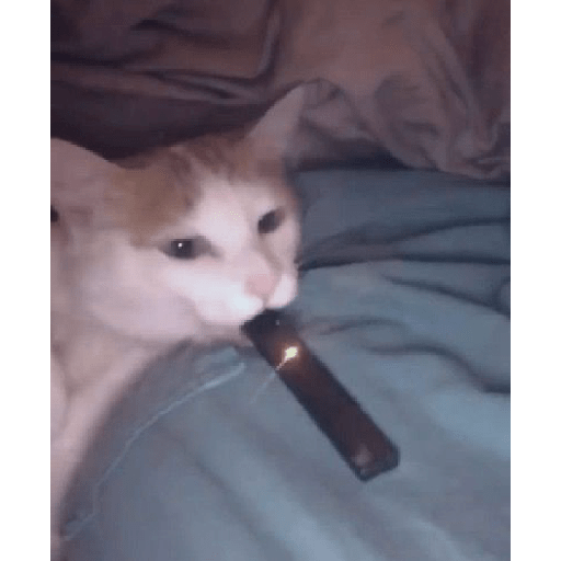 Miau 3 9