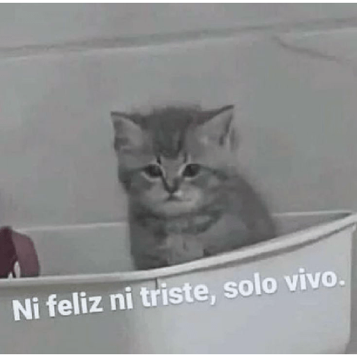 Miau 3 7