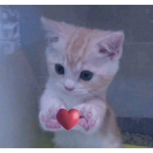 Miau 3 6