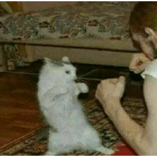 Miau 3 5