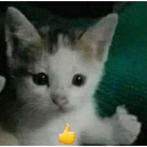 Miau 3 3