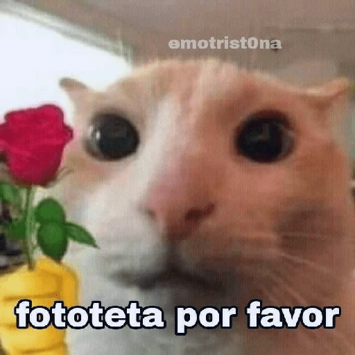 Miau 3 28