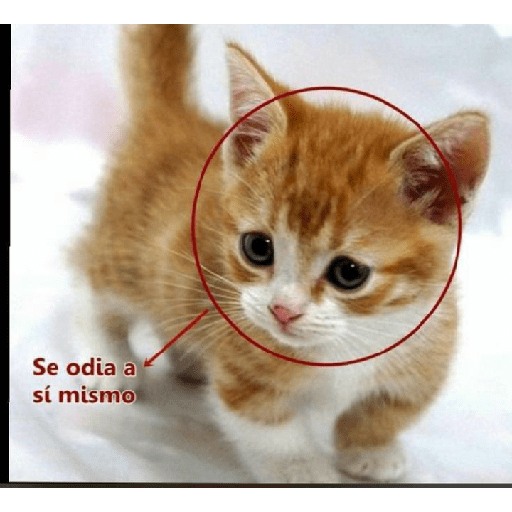 Miau 3 25
