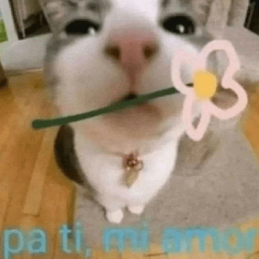 Miau 3 23