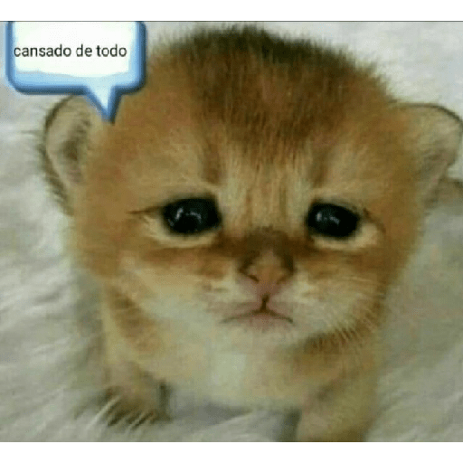 Miau 3 22