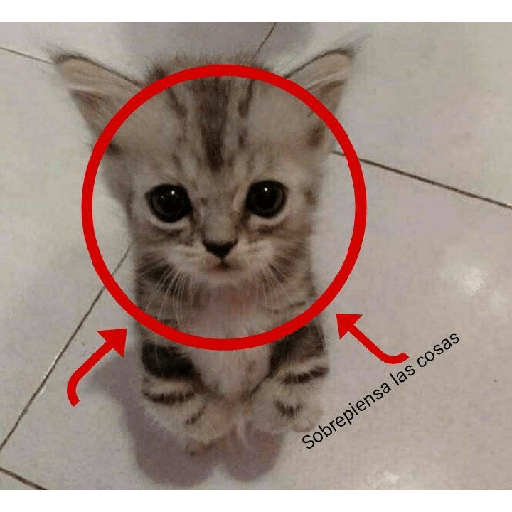Miau 3 20