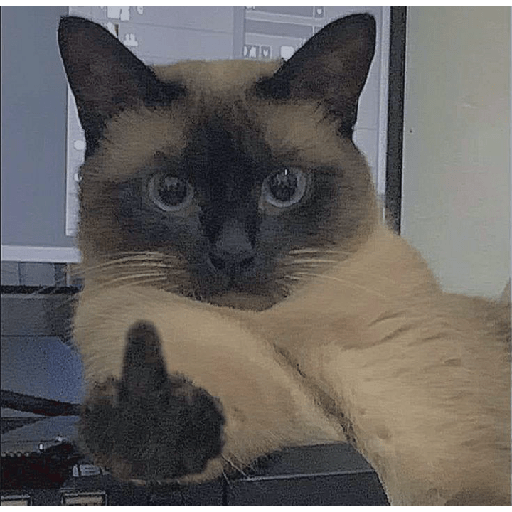 Miau 3 17