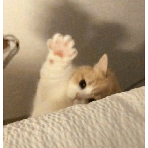 Miau 3 16