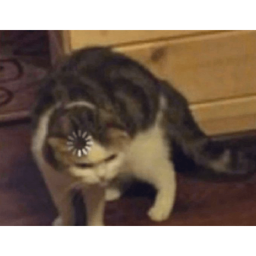 Miau 3 15