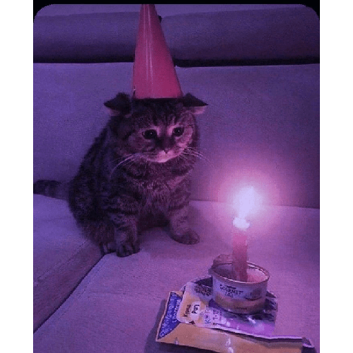 Miau 3 13