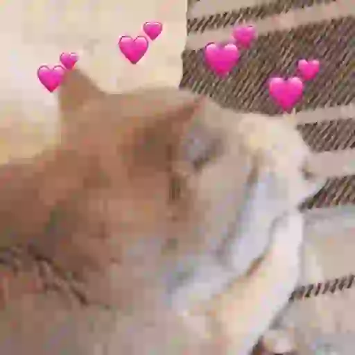 Expressões & reações ✨ 11
