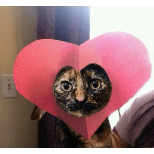 Miau 27