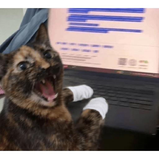 Miau 26