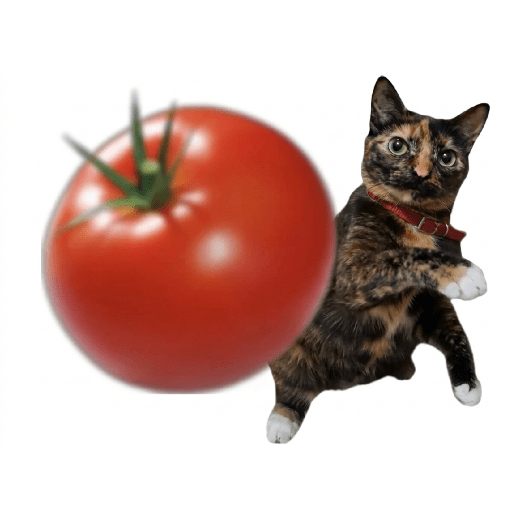 Miau 25
