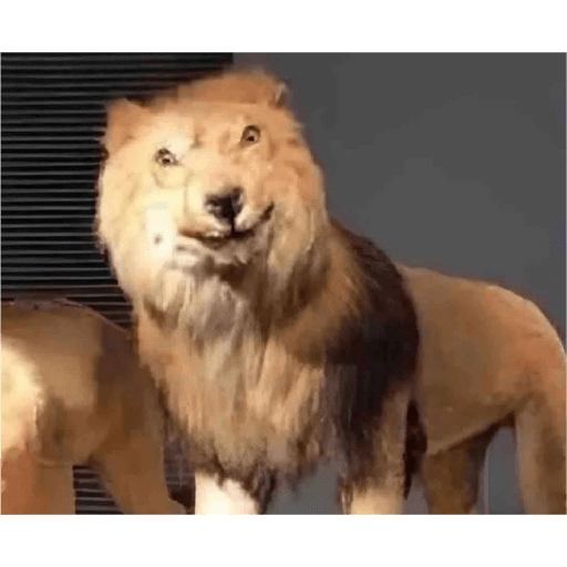 Miau 10