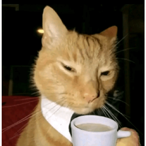 Miau 11