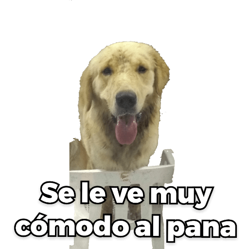 Perritos